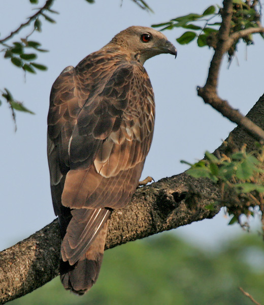 Oriental_Honey-buzzard_(Pernis_ptilorhynchus)-_Male_at_Kolkata_I_IMG_7451