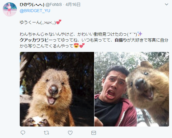 クアッカワラビーが見れる日本の動物園はどこ 生息地やペットとして飼う方法は アスカラ 明日から身になるためのニュース