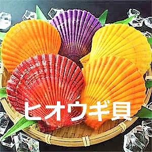 ヒオウギ貝(愛媛県)の値段や販売情報まとめ！色が違う理由や食べ方と保存方法も調査！
