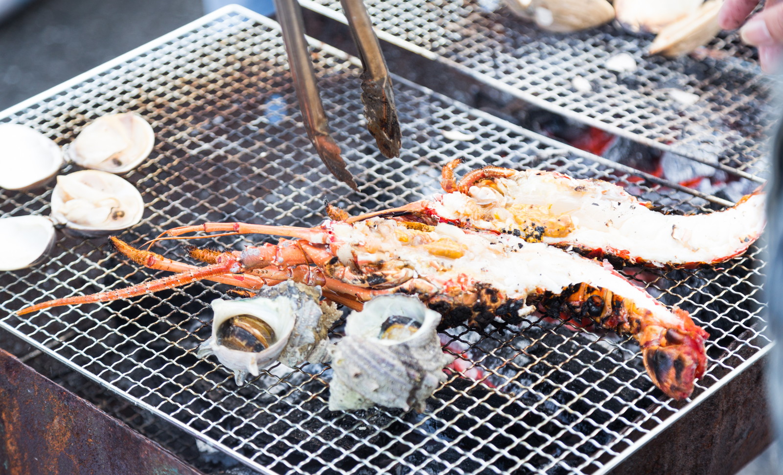 脱皮伊勢海老 幻の伊勢海老 の値段や食べ方 お取り寄せ情報 殻ごと食べられる幻のイセエビ アスカラ 明日から身になるためのニュース